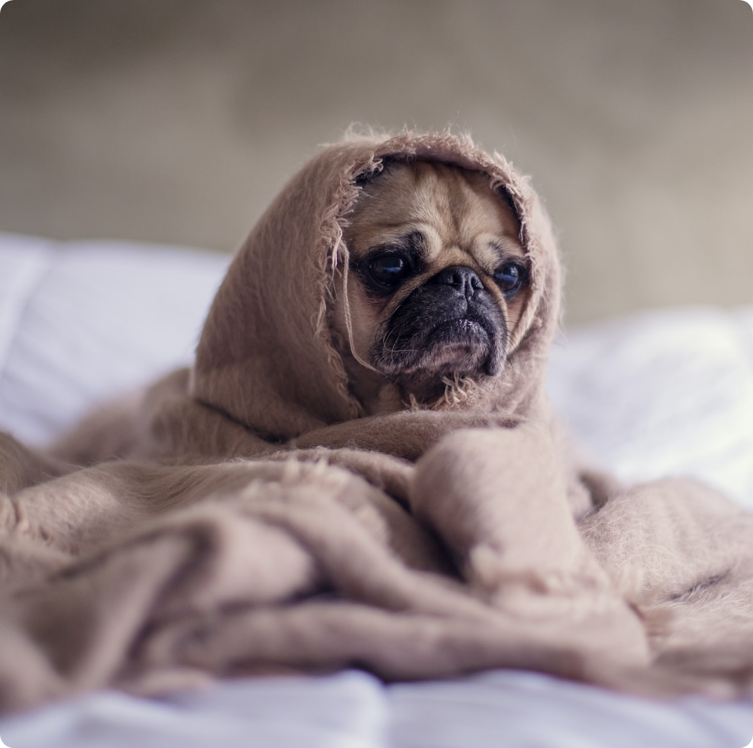 A glimpse into the comprehensive veterinary services offered at Tualatin Park Veterinary Clinic.