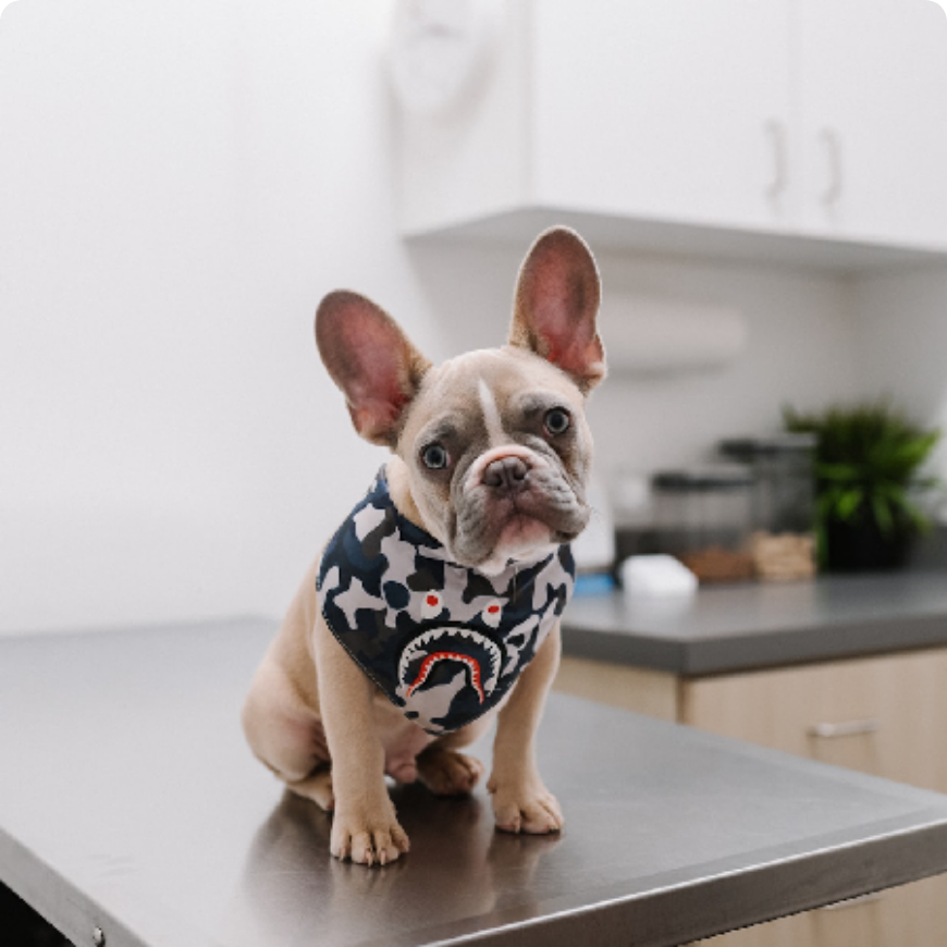 Meet the experienced and caring team at Tualatin Park Veterinary Clinic, ready to welcome you and your pet.