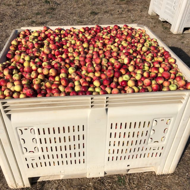 Apple Orchards & Cider Mills Guide in Lake Oswego, Oregon